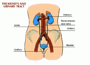 Kidney Failure